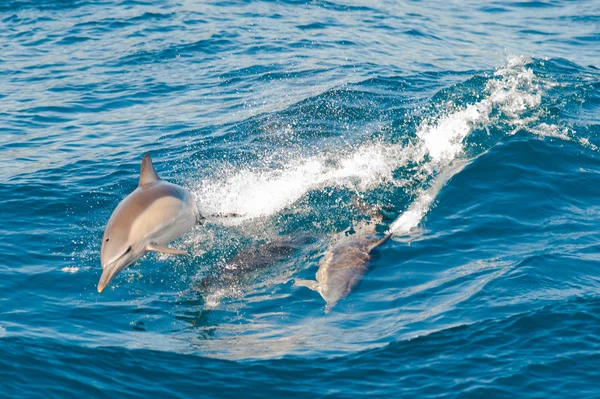 Прыжки дельфинов Лицензионные Стоковые Изображения