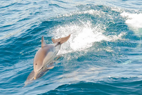 Прыжки дельфинов Стоковое Изображение