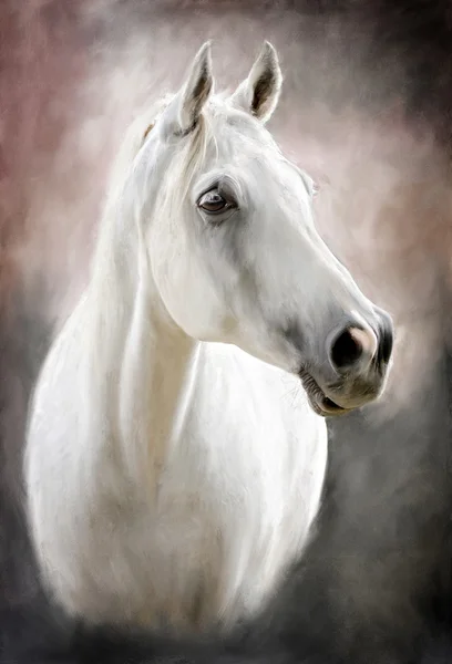 Белая лошадь Лицензионные Стоковые Фото