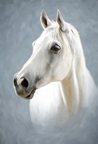 Белая лошадь Стоковое Фото