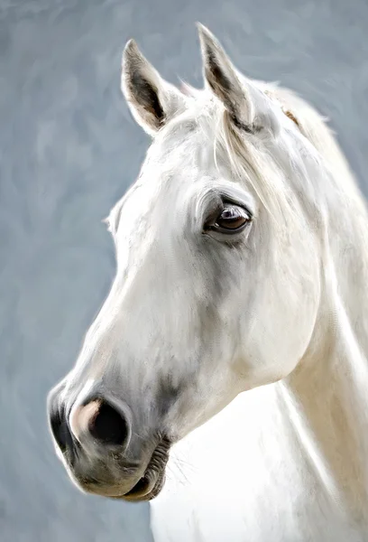 Белая лошадь Лицензионные Стоковые Изображения