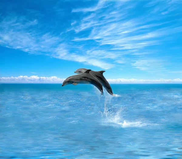 Дельфины Стоковое Фото