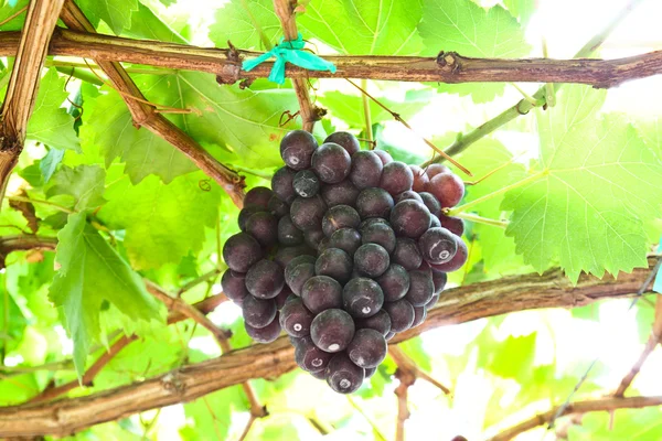Виноградная виноградная лоза Стоковое Фото