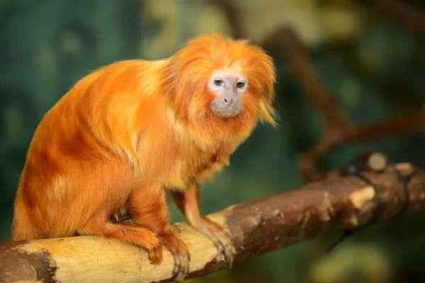 Golden lion tamarin (Leontopithecus rosalia) — стоковое фото