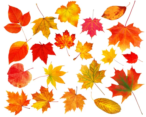 Коллекция красивых Яркие осенние листья изолирован на белом b — стоковое фото