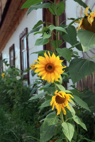 Желтый цветок подсолнечника — стоковое фото