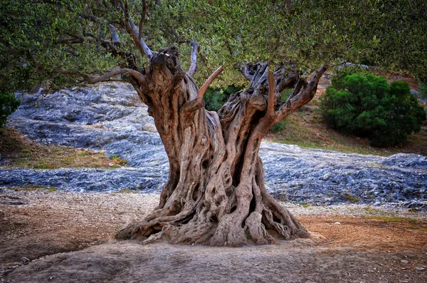 Старое оливковое дерево ствол, корни и ветви Лицензионные Стоковые Фото