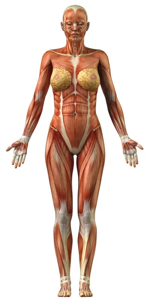 Анатомия женского мышечной системы — стоковое фото