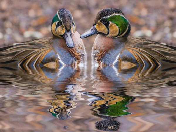 Два красивых клоктун уток отражение в воде — стоковое фото