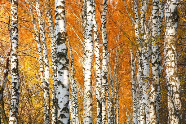 Осенние пожелтевшие березовый лес — стоковое фото
