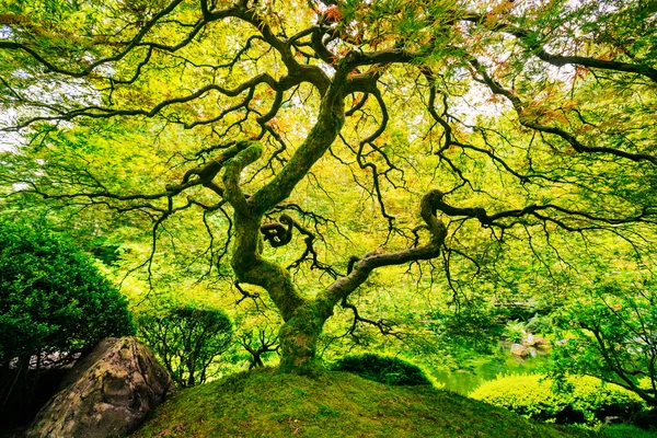 Удивительные зеленое дерево Стоковая Картинка