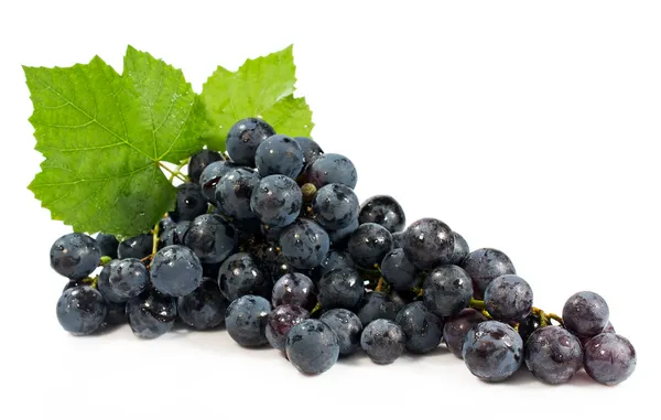 Связка синего винограда — стоковое фото