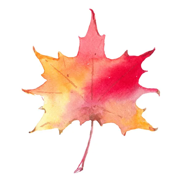 Красочные осенние листья, изолированные на белом фоне — стоковое фото