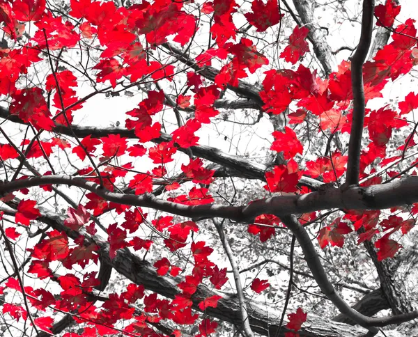 Красные осенние листья на черный и белый Стоковое Фото