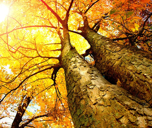 Осенние деревья. Осень — стоковое фото