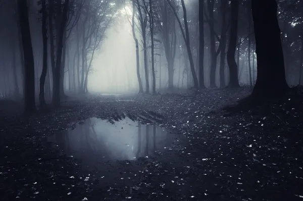 Озеро в темном лесу с туманом — стоковое фото