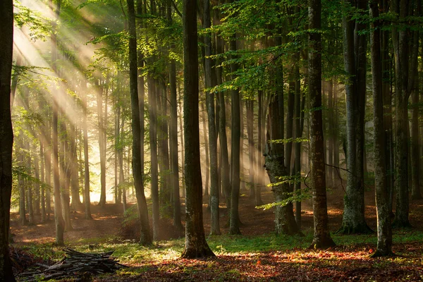 Осенние лесные деревья. фоны солнечного света свежесрубленного дерева природы — стоковое фото