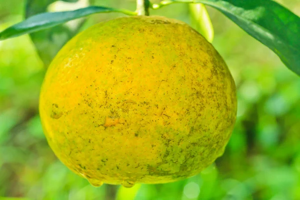 Апельсины Сад — стоковое фото