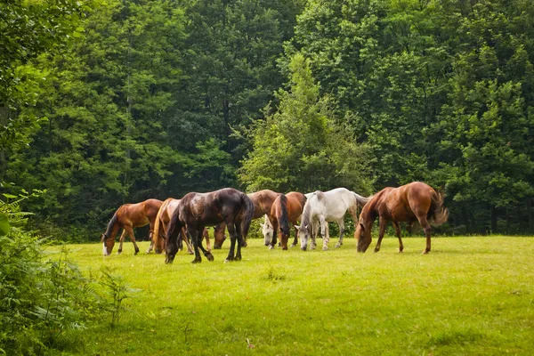 Лошади на лесной поляне — стоковое фото