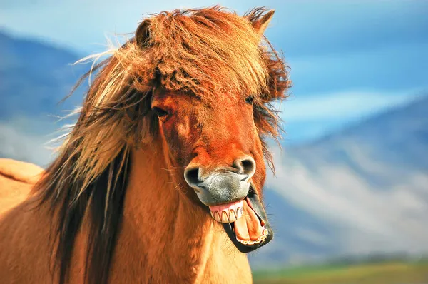 Исландская лошадь Лицензионные Стоковые Фото