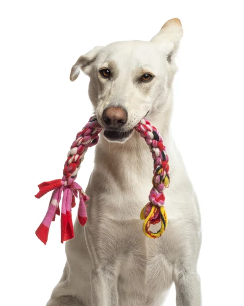 Портрет собаки гибрида Холдинг игрушка в ее рот на белом фоне — стоковое фото