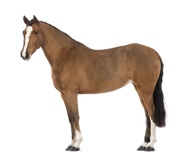 Вид сбоку женского андалузской, 3 лет, также известный как чисто испанский лошади или предварительно на белом фоне — стоковое фото