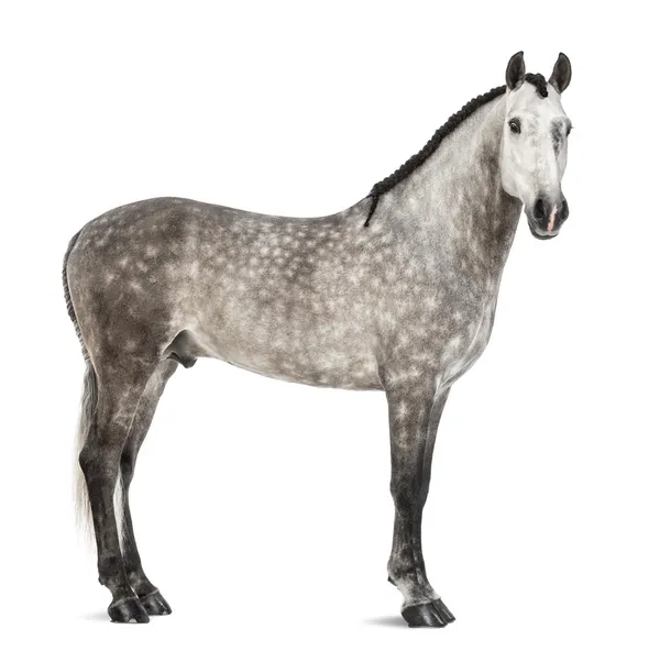 Андалузский, 7 лет, также известный как чисто испанский лошади или предварительно на белом фоне — стоковое фото