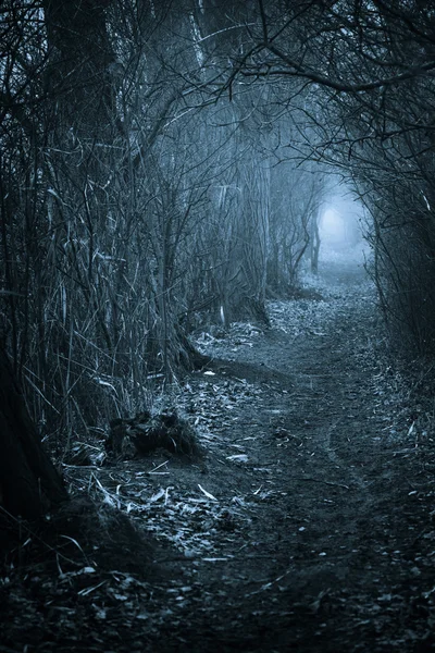 Темный жуткий проход через лес — стоковое фото