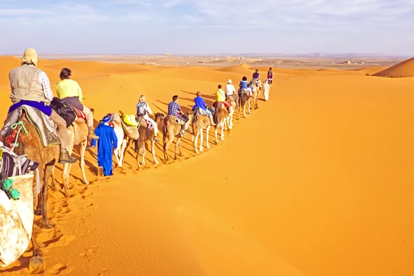 Автоприцеп верблюда, проходящий дюны в пустыне Сахара Лицензионные Стоковые Изображения