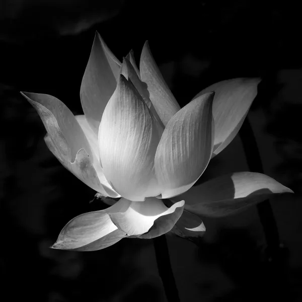 Черно-белый лотос Лицензионные Стоковые Фото