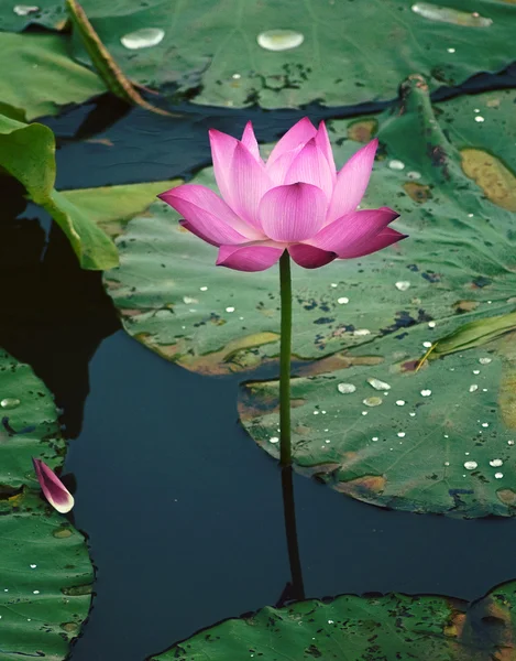 Цветок лотоса в воде Стоковое Фото