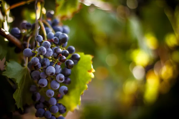 Большие Банча красного винограда висят от виноградной лозы. Зрелые grapas — стоковое фото