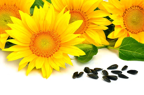 Яркие желтые Подсолнухи и семян подсолнечника — стоковое фото