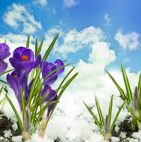 Подснежники и крокусы на снегу в Солнечный день — стоковое фото