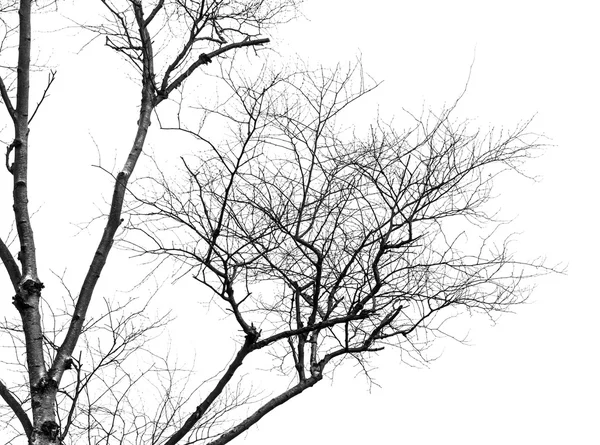 Дерево с волнистыми ветками как называется фото и название