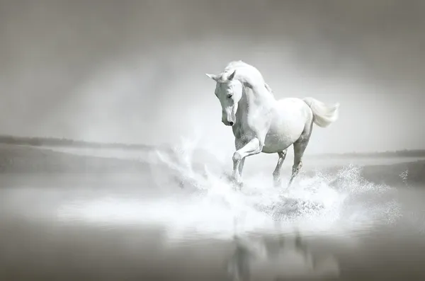 Белая лошадь, пробегающая воду — стоковое фото