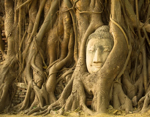 Голова Будды в Ват mahathat, Аюттхая, Таиланд Стоковое Изображение