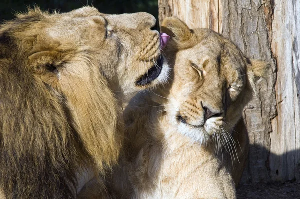 Лев и львица, panthera leo — стоковое фото