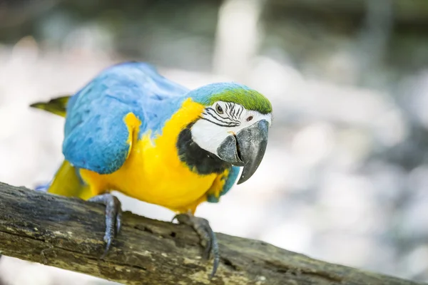 Синий желтый ара — стоковое фото