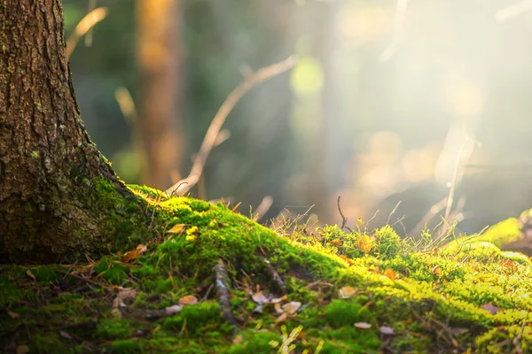 Лес Пол осенью с луч света — стоковое фото