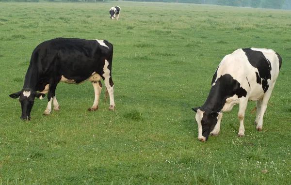 Выпас коров Гольштейн пастбище в Юго-Западной Онтарио — стоковое фото