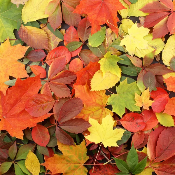 Красочный Осенний фон — стоковое фото