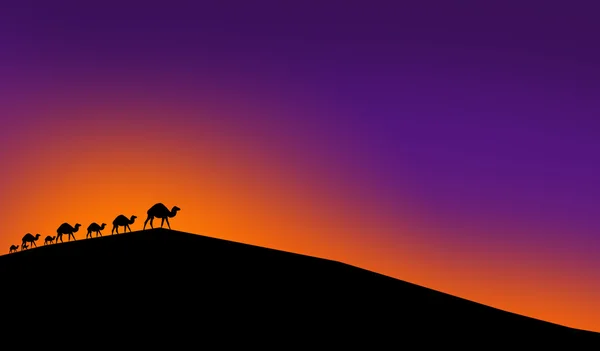 Верблюды в свете заката Стоковая Картинка