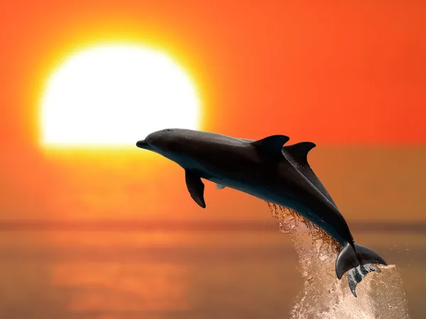 Дельфины на закате Лицензионные Стоковые Фото