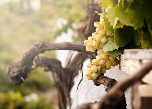 Связка белого винограда в винограднике — стоковое фото