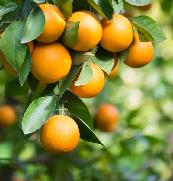 Апельсины висит — стоковое фото