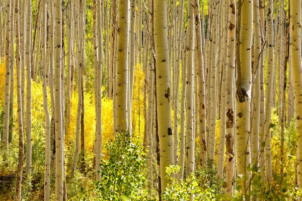 Золотой Аспен деревья осенью — стоковое фото