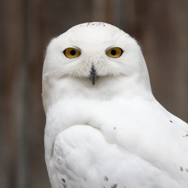 Лобная белая сова — стоковое фото