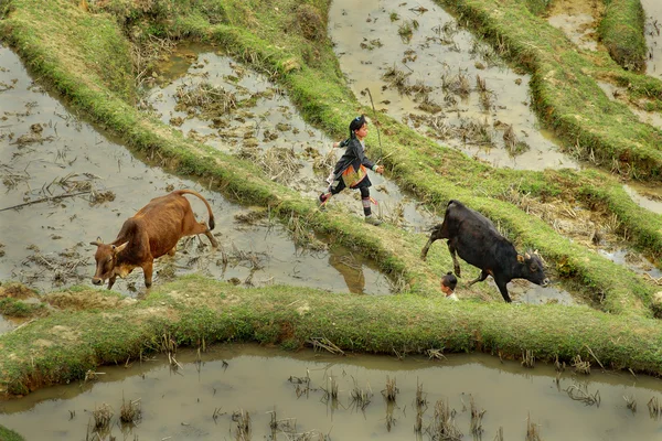 Азиатская девочка 10 лет, выпас коров в горы Китая Стоковое Фото