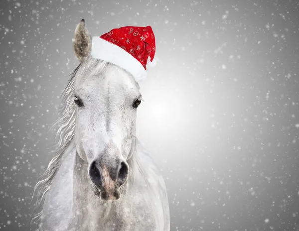 Белое Рождество лошадь с колпак Санта-Клауса на сером фоне снегопада Стоковое Изображение